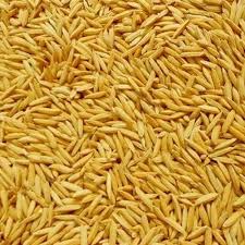 Hybrid Paddy Seeds
